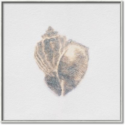 Picture of Conch Shell