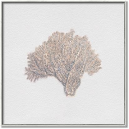 Picture of Seashell 