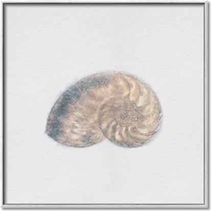 Picture of nautilus shell
