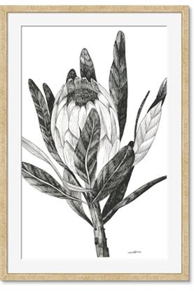 Picture of Spring Magnolia Blossoms
