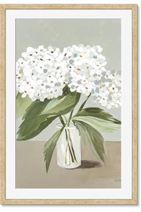 Picture of White Hydranga