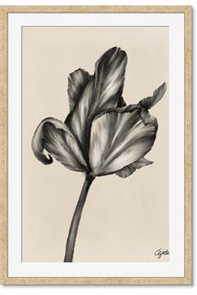 Picture of Spring-blooming