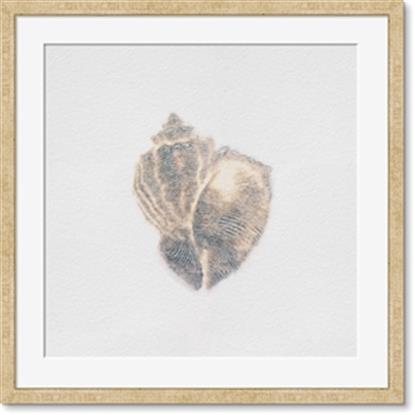 Picture of Conch Shell