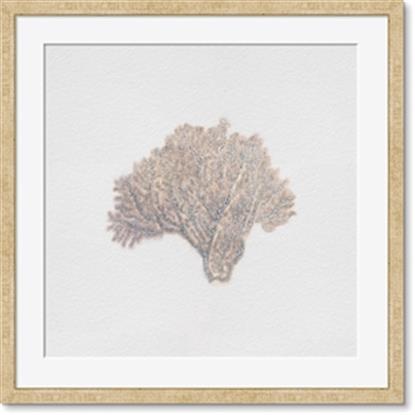 Picture of Seashell 