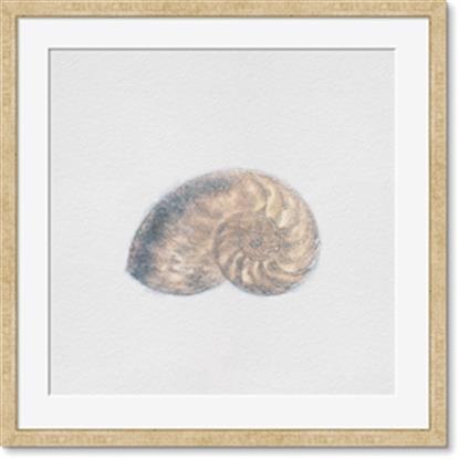 Picture of nautilus shell