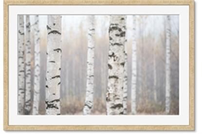 Picture of Birch forest in fog I