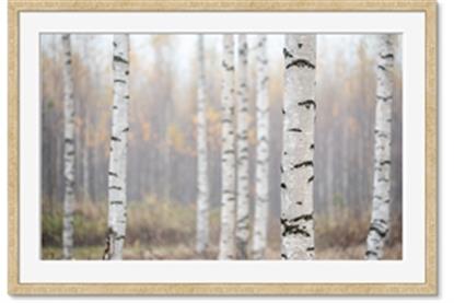 Picture of Birch forest in fog II