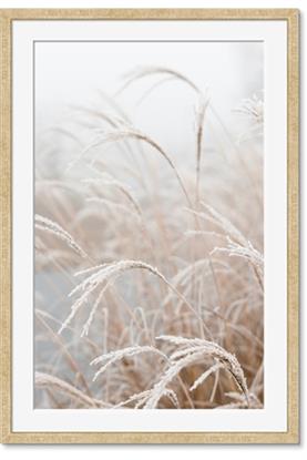 Picture of Frosted pampas grass