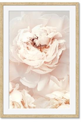 Picture of Peony Flowers