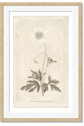 Picture of Flower Sketch I