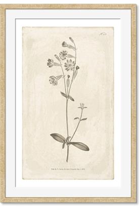 Picture of Flower Sketch II