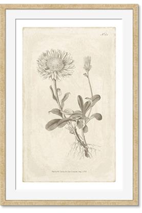 Picture of Flower Sketch III