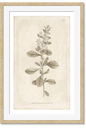 Picture of Flower Sketch IV