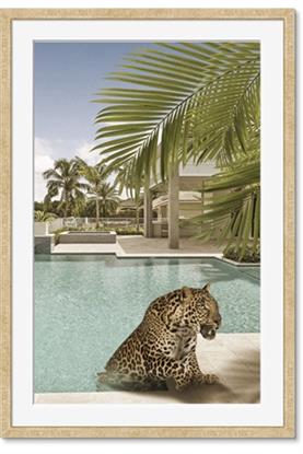 Picture of Gepard in water