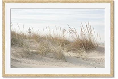 Picture of Seaside Grass