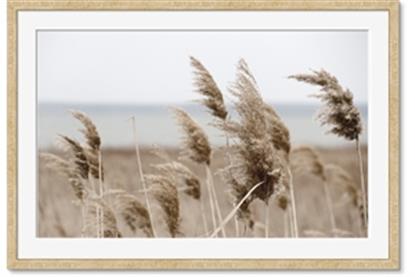 Picture of Windy Whisps