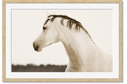 Picture of White Beauty