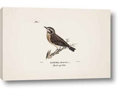 Picture of Wood Lark Bird