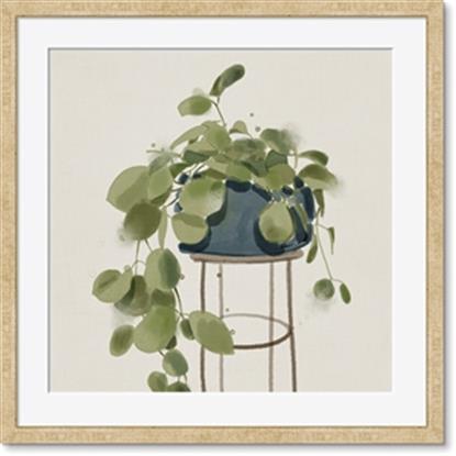 Picture of Plant in Black Pot II