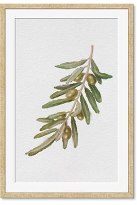 Picture of Olive Branch