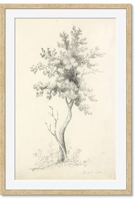 Picture of Tall Tree II
