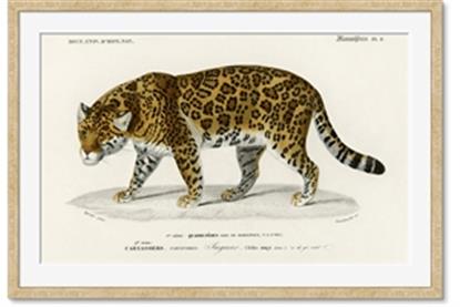 Picture of Carrnivores