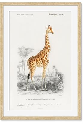Picture of Girafa