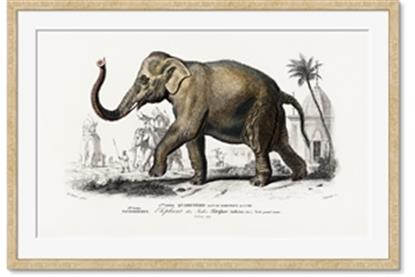Picture of Indian Elephant