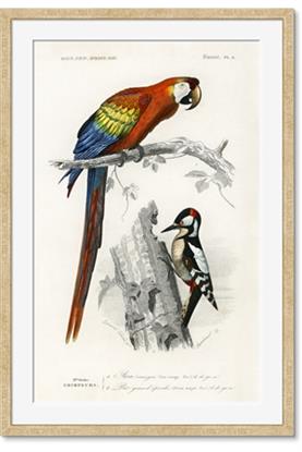 Picture of Feathered Friends