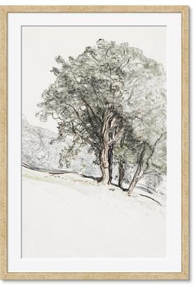 Picture of Trees on a Hill