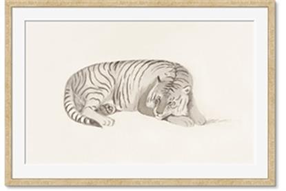 Picture of Tiger Time