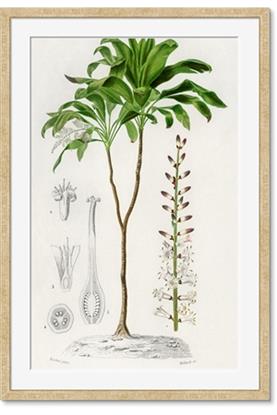 Picture of Palm Botanical
