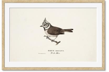 Picture of Parus