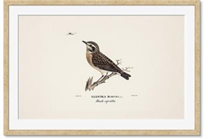 Picture of Wood Lark Bird