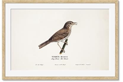 Picture of Turdus