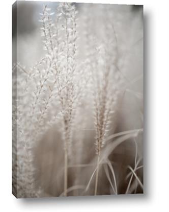 Picture of Elysian Grass