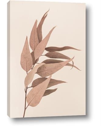 Picture of Dried Eucalyptus Blossom