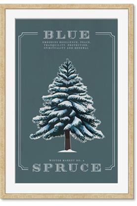 Picture of Blue Spruce